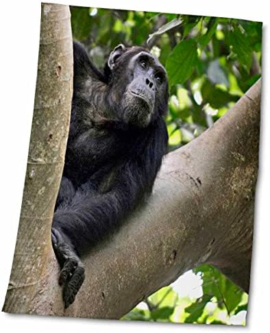 נוף 3 של השימפנזה בעץ, הרי מהלה NP, טנזניה. - מגבות