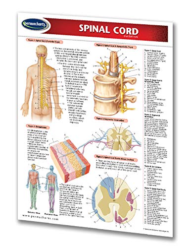 מדריך לחוט השדרה - אנושי - מדריך התייחסות מהירה רפואית על ידי פרמפקרטים