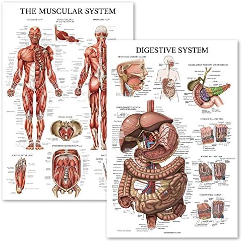 ארמון למידת 2 חבילה - מערכת שרירים פוסטר אנטומי + תרשים אנטומיה של מערכת העיכול
