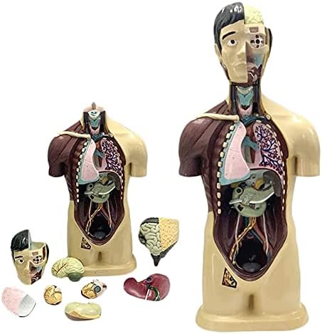 LumeCube אנושי 9 חלקים חצי גוף עם איברים פנימיים פלג גוף עליון מודל- למודל רפואי להכשרה חינוכית