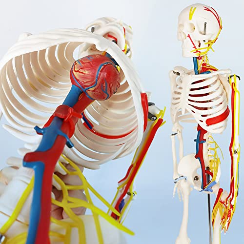 דגם שלד אנושי של Evotech לאנטומיה, 33.5 '' 1/2 גודל חיים מודל שלד אנושי עם עצבים ורידים עורקים לב רגלי זרוע