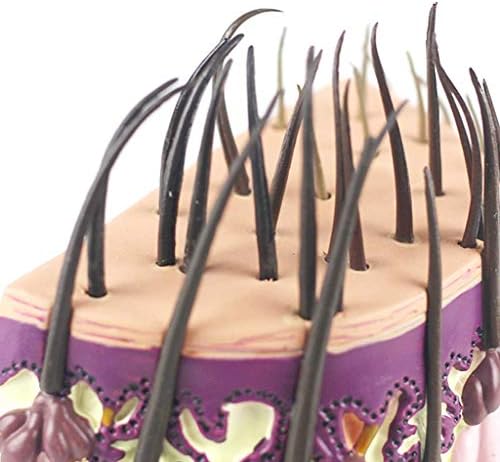 מודל הוראה של PSVOD, 10 מודל עור, שיער אנושי הגדלה אנטומית מודל צמיחת שיער תהליך שיער זקיק שיער אנטומיה לציוד הוראת בית הספר אנטומיה ביולוגיה מעודנת