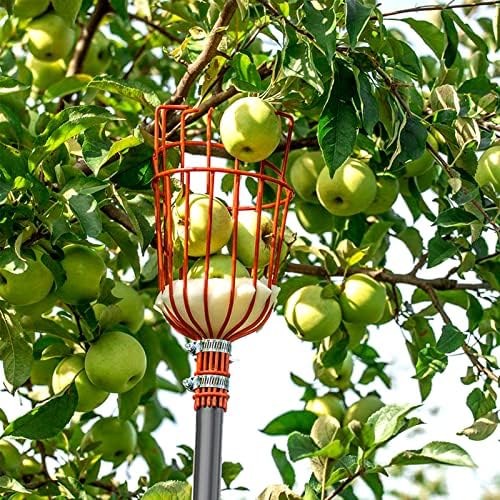 קוטף פירות וולנסי 8 רגל, כלי קוטף פירות מתכוונן עם מוט נירוסטה קל משקל וסלסלה גדולה, קוטף עצים לציוד לוכד פירות לתפוחים מנגו אגס תפוז אבוקדו קטיף פירות