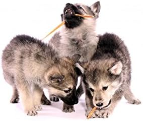 225973 שלושה זאב כלב גורים במהלך האכלת קליפת מקל קיר מדבקות, בינוני