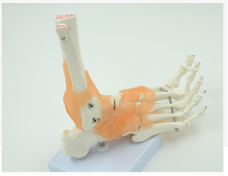 דגם שלד כפות רגליים אנטומיות של Supershu עם בסיס רצועה תומך בגודל פלסטיק PVC גודל חיים פלסטי